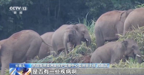 宜人配资 昼伏夜出 深山“追象人”翻山越岭守护人象平安线